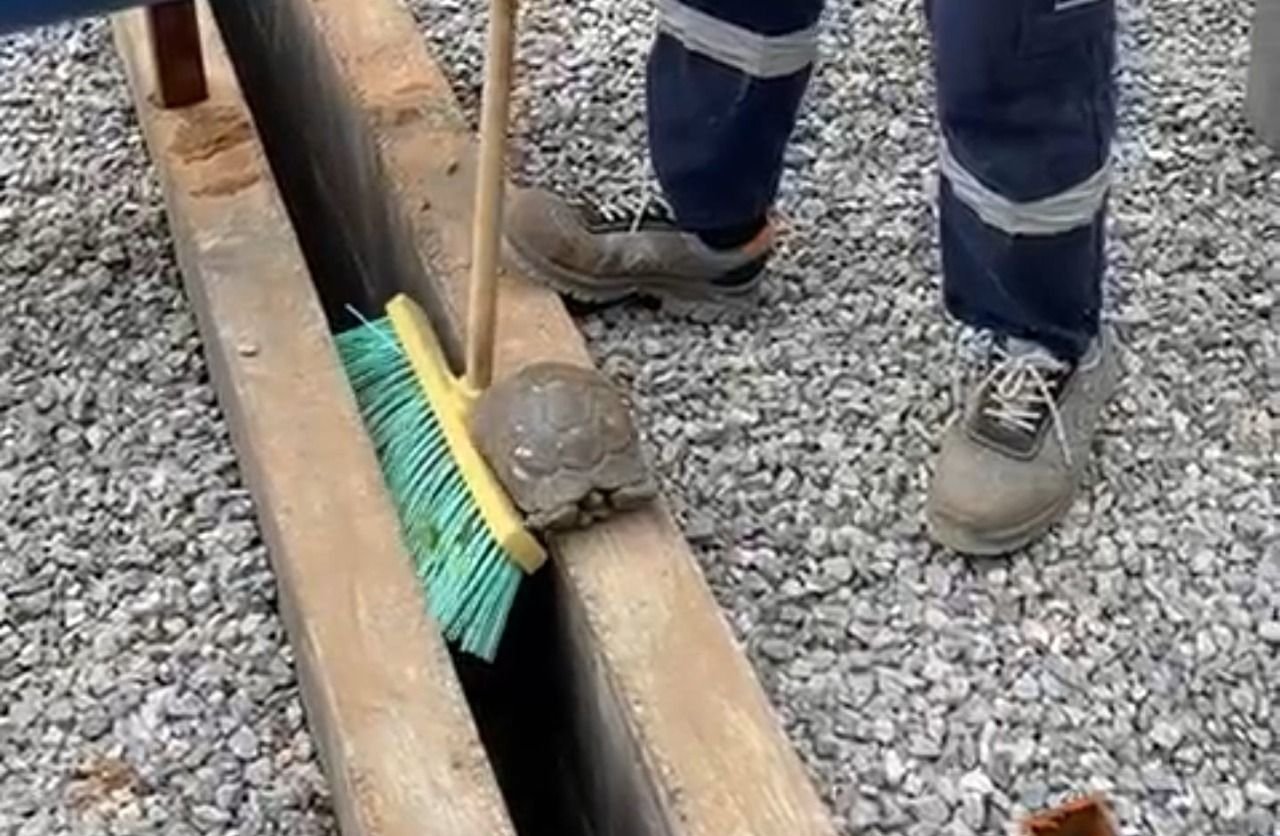 duvarlarin arasina dusen kaplumbaga kurtarildi 4214 dhaphoto5 1654013594