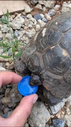 duvarlarin arasina dusen kaplumbaga kurtarildi 4214 dhaphoto7