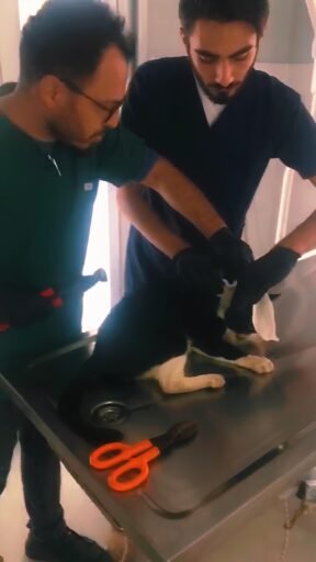 KARTEPEDE KEDI PIMAS PARCASINDAN KURTULDU 2