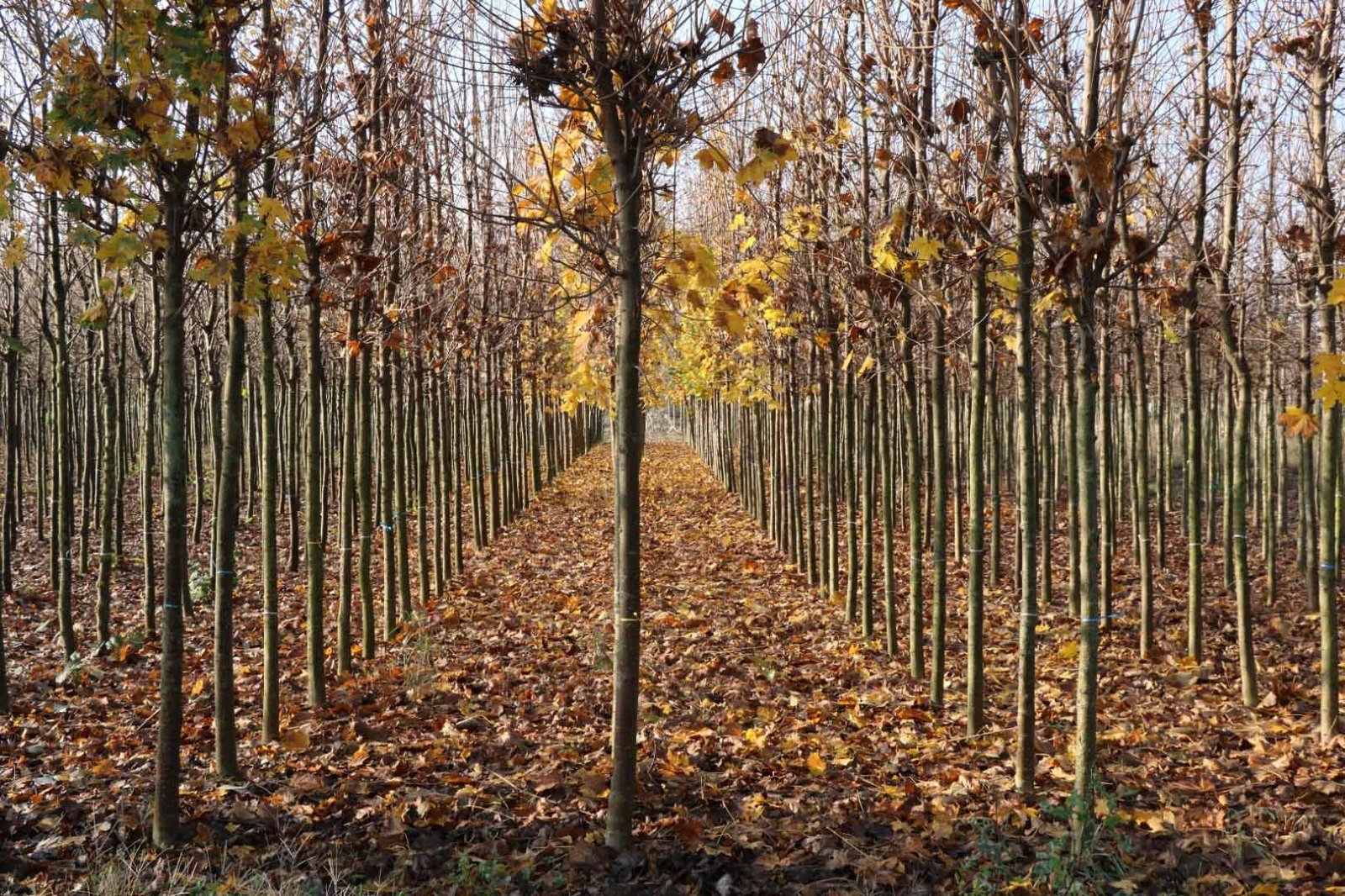 Buyuksehirin yetistirdigi on binlerce fidan kente nefes oluyor 1.r
