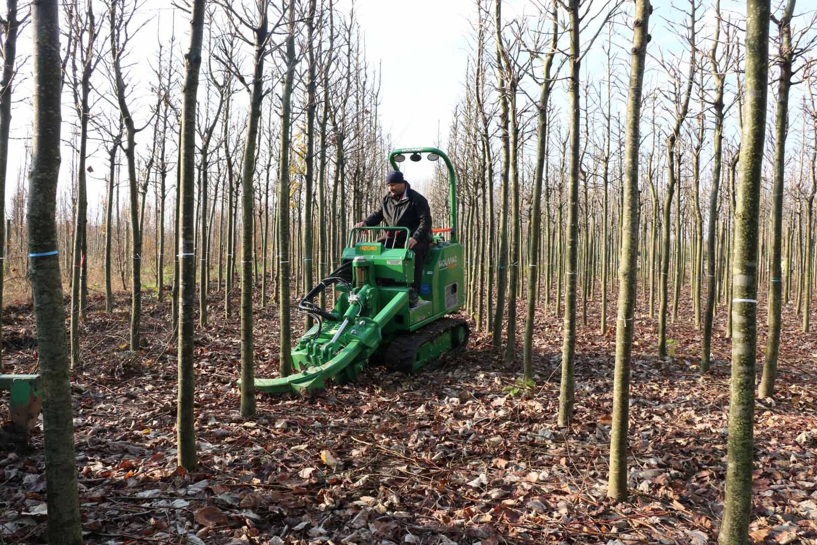 Buyuksehirin yetistirdigi on binlerce fidan kente nefes oluyor 4
